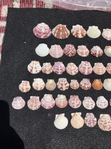 70 Colorful CALICO Sea Shell Scallop Seashells FL Gulf Beach Natural Shells