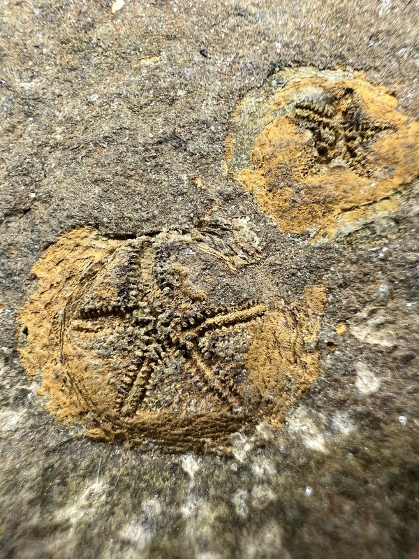 Very Rare Double Isorophus Starfish Fossil Morocco Fossil Fossile Fossilien