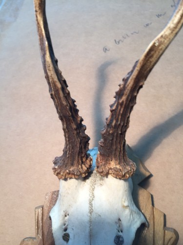 Vintage German Roe deer mount Antlers Black Forest