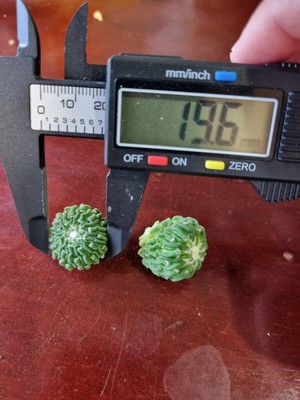 Fotos del artículo de un comprador verificado
