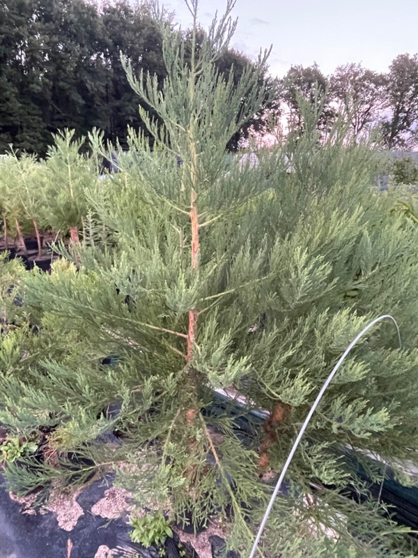 Kalif. Berg-Mammutbaum 140-160cm M. Durchwurzeltem Topfballen