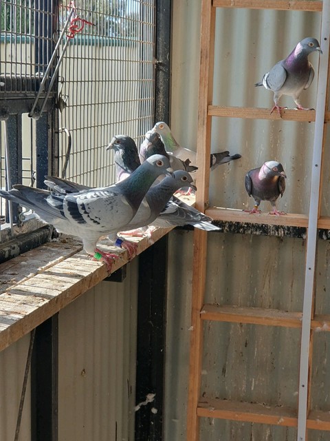 Racing pigeons top stock club racing rings, young stock available