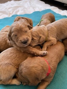 Standard Groodle Puppies F1 Dogs Puppies Gumtree Australia Perth City Area Perth 1280765481