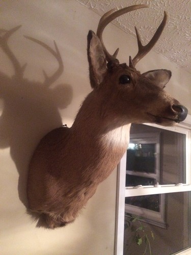 1997 White Tail Mounted Deer Head 6 Point Shoulder Mount