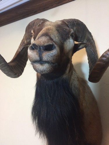 BIG HORN SHEEP TAXIDERMY SHOULDER MOUNT