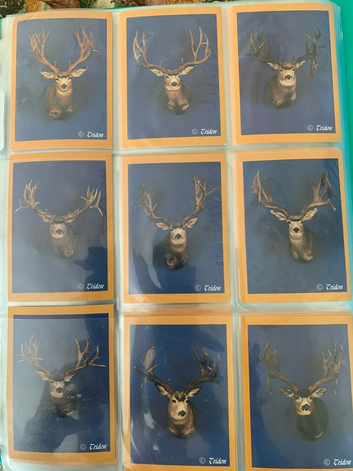 Trophy Mule Deer Collector's Series Cards - Rocky Mountain Antler Museum