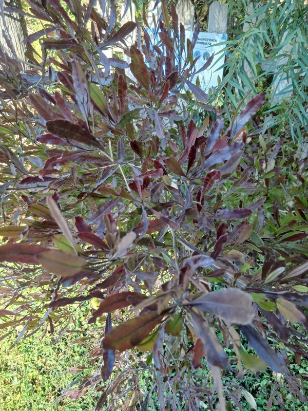 Dodonea Viscosa (15 Graines/Seeds)