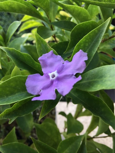 JASMINE $_12.JPG?set_id=880000500F