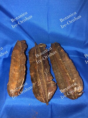 3 Adidan Aira Ashe de Santo Aira Pod  religion Yoruba ifa santeria
