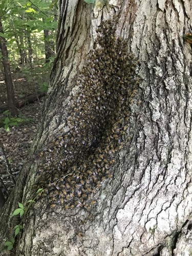 Honeybee Swarm Lure For hive bait box trap  Quality 6