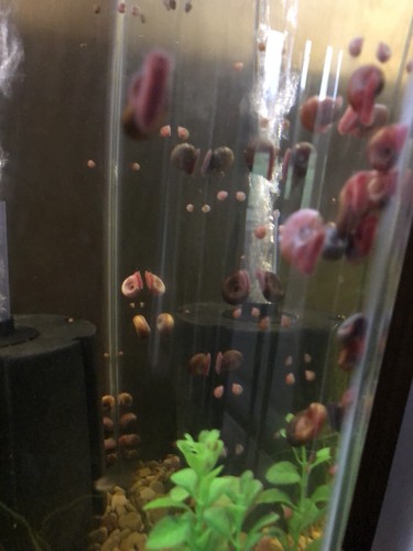 100 Ramshorn Snails With Free Shipping!