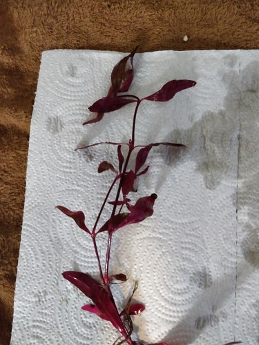 Bunched Dark Red Ludwigia Live Aquarium Plants pond, aquatic plants