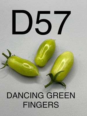 graine / seed tomate taille cerise variété DANCING GREEN FINGERS