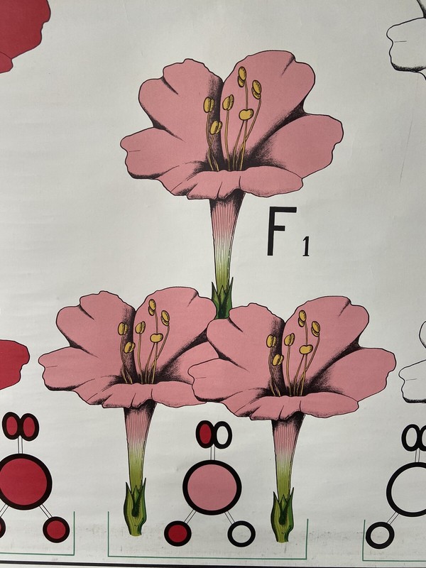 Rollkarte Schulwandkarte Wandkarte Vererbungslehre Mirabilis Biologie