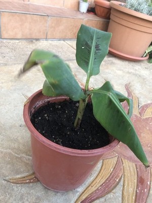 Foto dell'oggetto di un acquirente verificato