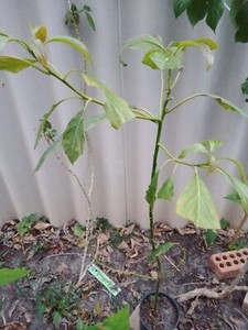 Young avocado plant | Plants | Gumtree Australia Gosnells Area