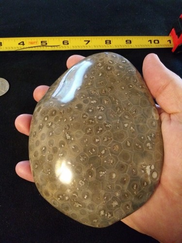 Petoskey Stone. 24.15 OZ. Ultra Polish.