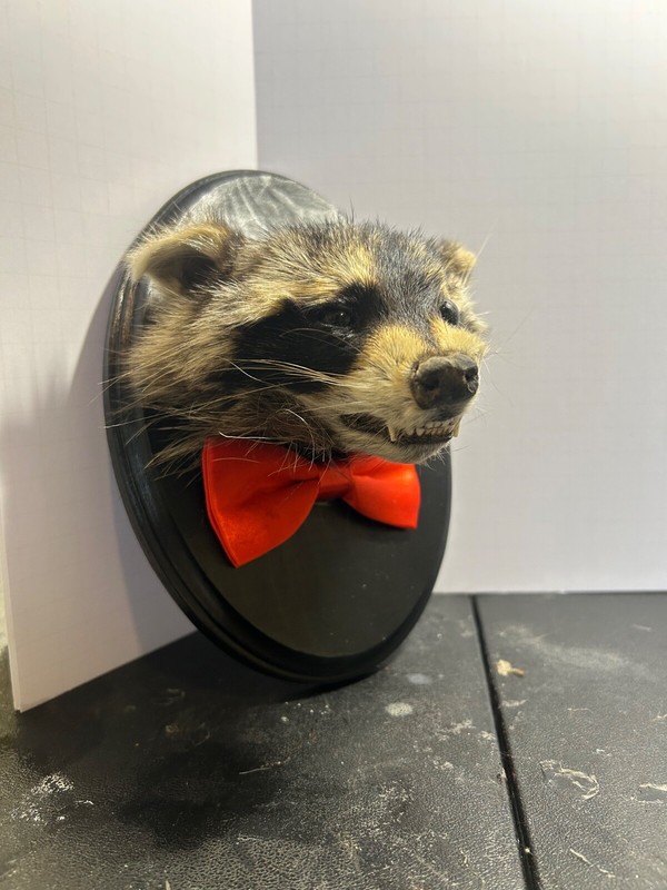 mummified raccoon taxidermy fancy boi 2