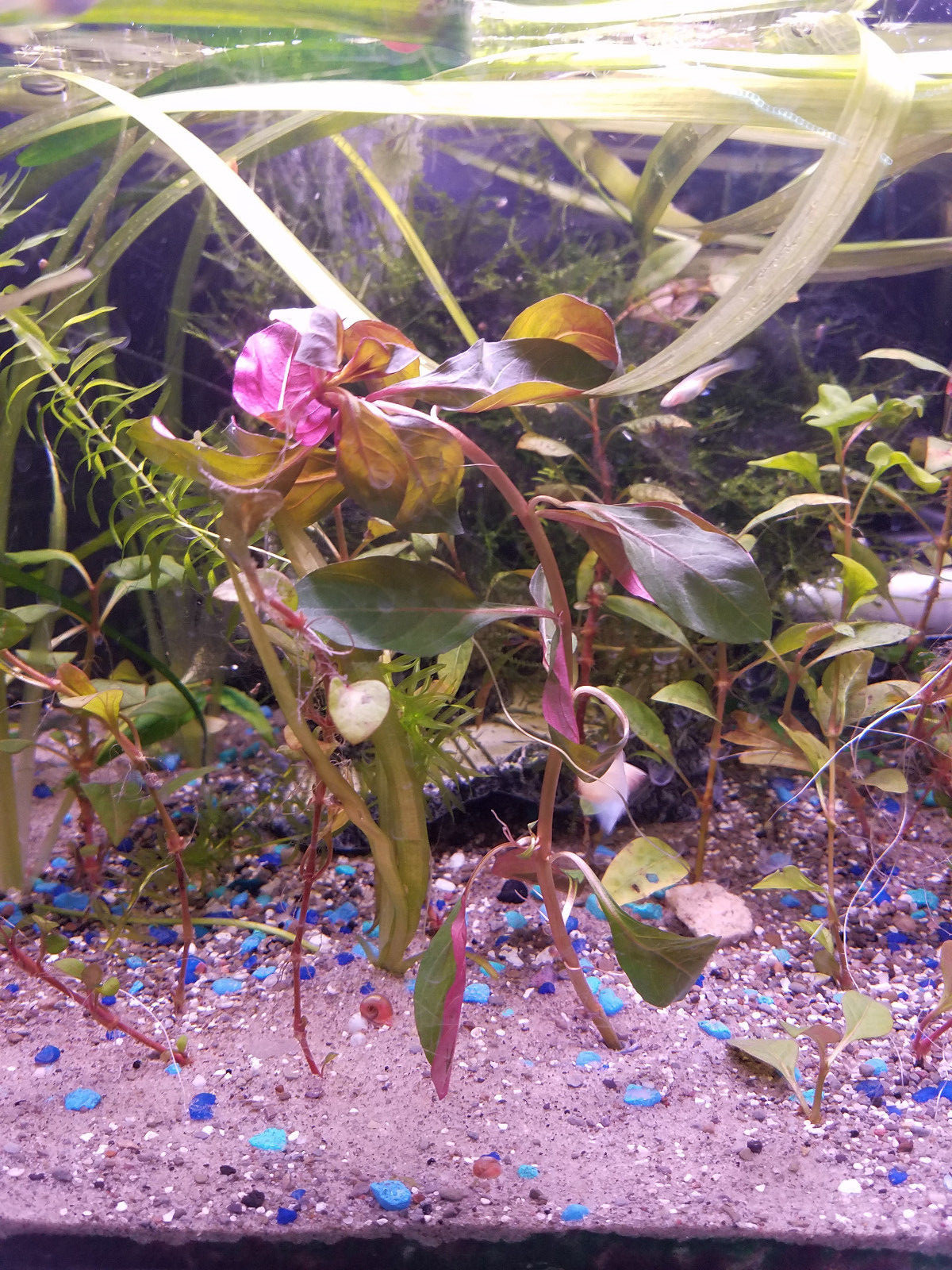 20 A Grade Pink/Red Ramshorn Snails (Juvenile size)
