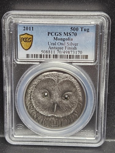 mmo様メルカリ便！P.ridleyi dwarf silver 429 mmo様メルカリ便！P.ridleyi dwarf silver 429 mmo様メルカリ便