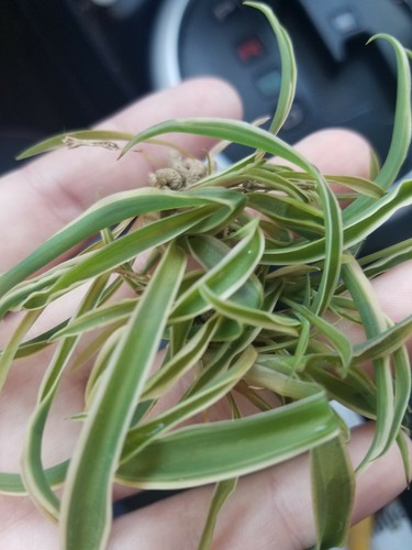 Spider Plant Cuttings: Set of 4