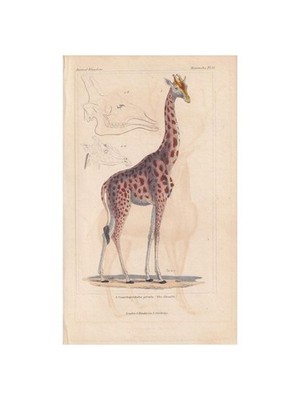 1834 GIRAFFE Print - Hand-Coloured Antique Print - Cuvier - 5.3 x 8.2 Inches