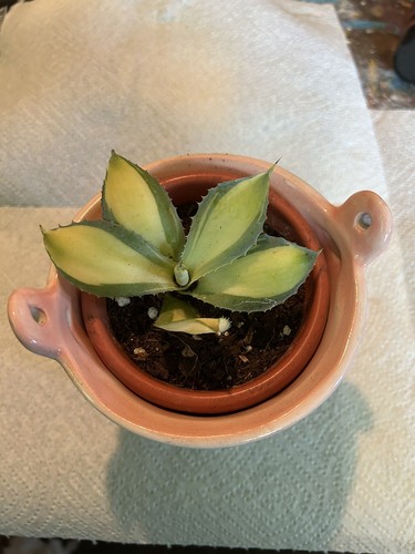 Agave Parryi Truncata 'Orizaba' - アガベ パリー トランカタ Agave Parryi Truncata 'Orizaba' - アガベ パリー トランカタ
