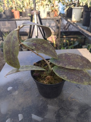 Hoya AFF Lambi Red SP Borneo