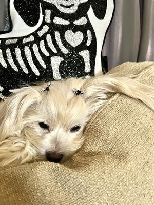 Fotos del artículo de un comprador verificado