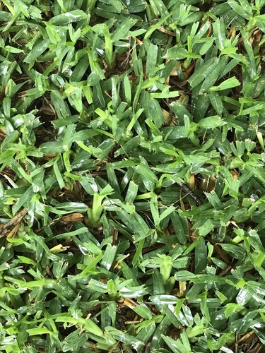St Augustine Grass Sprigs With Roots (100 Count)