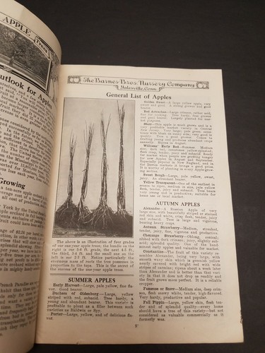 1918 Barnes Brothers Nursery Catalog Yalesville Connecticut - Illustrated