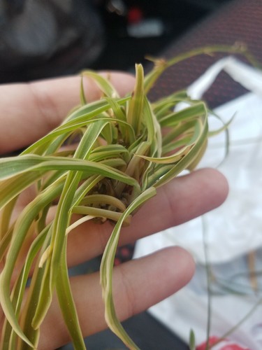 Spider Plant Cuttings: Set of 4