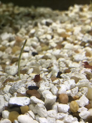 40+ LIVE Red Cherry Shrimp PLUS FREE MOSS