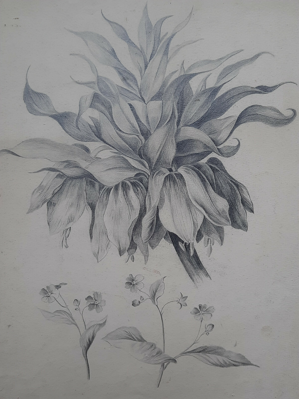 Flowers Botanical ORIGINAL Drawing Flower 35x26cm 19th | eBay