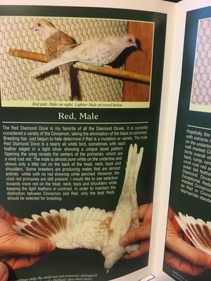 DIAMOND DOVE BOOK - DIAMOND DOVES A Guide to Colors & Care full color booklet