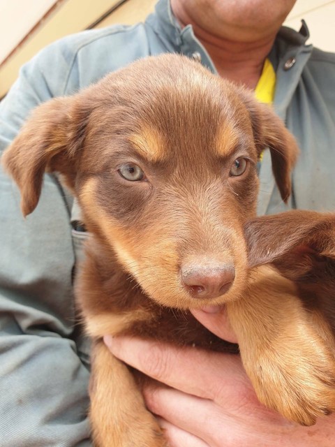 selling puppies on gumtree