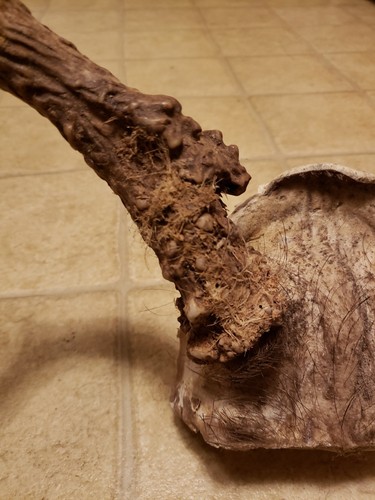 Bark Packed Whitetail Deer Wild Antler Skull Plate 8 Point Taxidermy Blow Hole