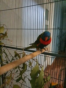 lorikeet cage