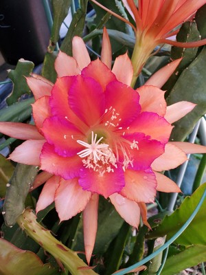 Epiphyllum Orchid Cactus for sale in South Africa | 50 ...