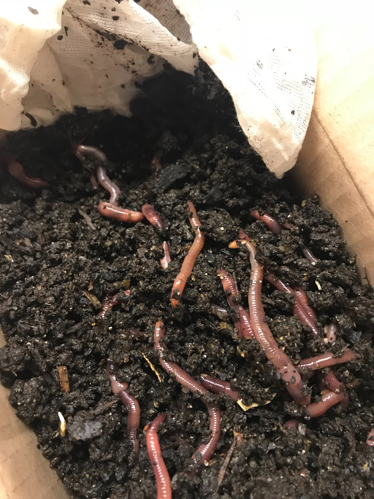 Redworm Wiggler Cocoons Baby Worms Colony Starter Kit 16OZ & Red Worm