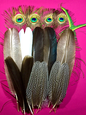 Pairs Peacock Guinea Pointer Wing Tail Quill Feathers