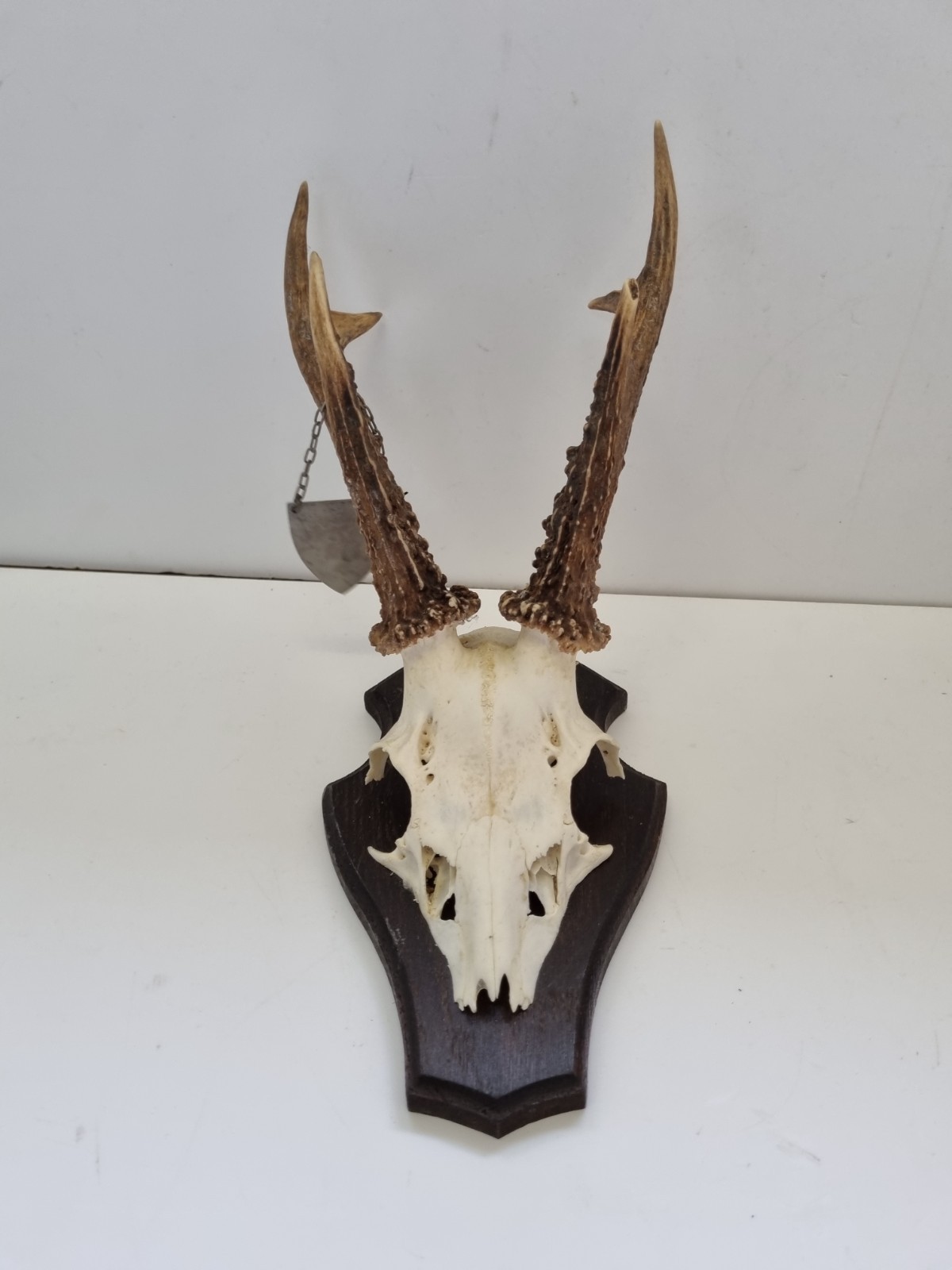 (Art.:P-207) Bockgeweih,  Rehgeweih Bock,  Reh,  Geweih,  Rehgehrn,  Bcke