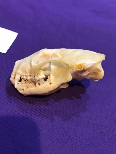 Real Unique Odd Skunk Skull Animal Mount Man Cave Cabin Decor Craft Freak Oddity