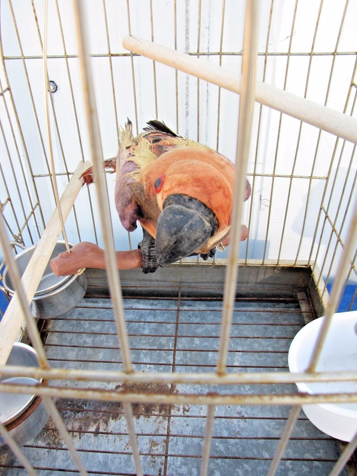 Vintage Metal Bird Cage Square Dome Top 17