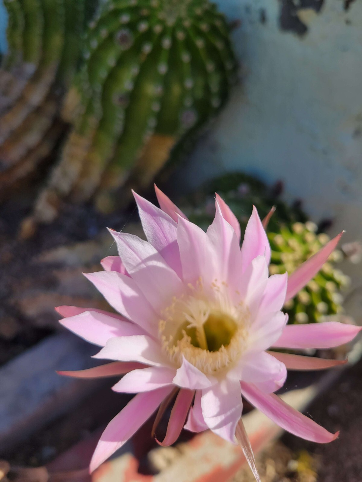 Echinopsis oxygona  - Easter Lily Cactus - 1x Bare Root
