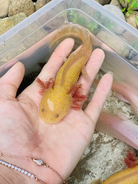 Baby Axolotl Fish Gumtree Australia Ryde Area Ryde