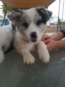 Long Haired Border Collie Dogs Puppies Gumtree Australia