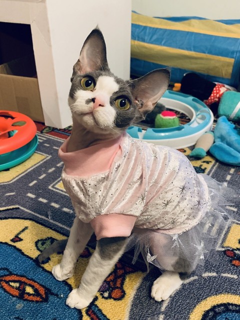 devon rex gumtree