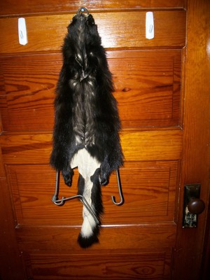 BEAUTIFUL tanned SKUNK 4 FEET CLAWS FUR PELT TAXIDERMY mount NO SMELL S6 CABIN