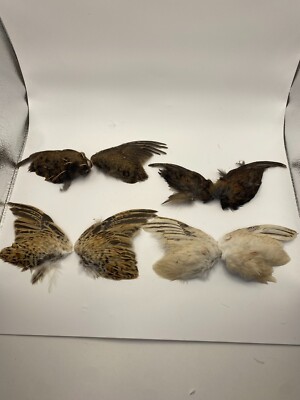 2 Dehydrated Quail Wings For Bird Dog Training, Fly Tying, Taxidermy, Or Crafts